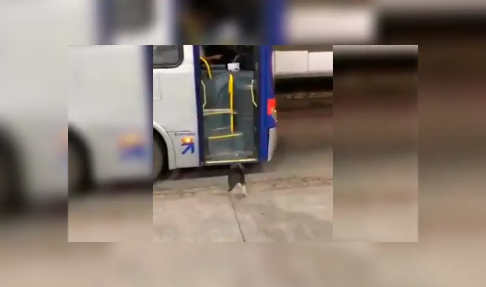 Facebook viral: Perro callejero espera todos los días a chofer de bus para que le comparta su comida [VIDEO]