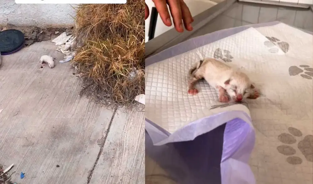 Desliza las imágenes para ver el gran cambio que experimentó este minino luego de ser adoptado por una solidaria joven. Foto: Captura de TikTok/dorismi18