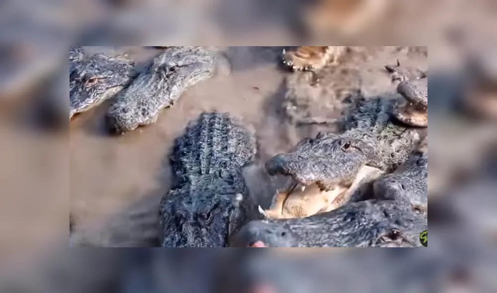 Desliza hacia la izquierda para ver la aterradora reacción de los cocodrilos. Imágenes de Facebook, Desliza hacia la izquierda para ver la aterradora reacción de los cocodrilos. Imágenes de Facebook,