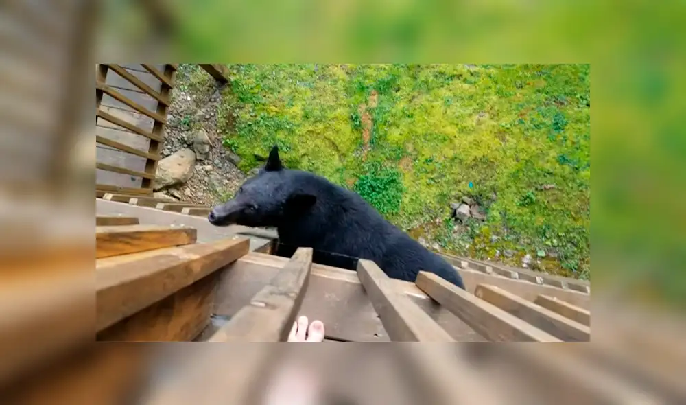 Un hombre quedó completamente aterrado al ver que un espeluznante animal había trepado hasta su casa.