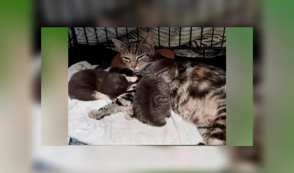 Desliza para ver los detalles de esta historia que se viralizó en Facebook. Foto: Captura. Desliza para ver los detalles de esta historia que se viralizó en Facebook. Foto: Captura.