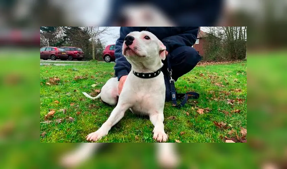 Desliza hacia la izquierda para ver el trágico momento en que un joven abandona a su mascota y se viraliza en YouTube.