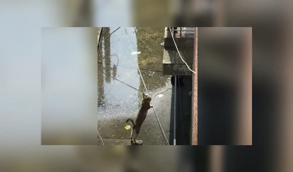 Desliza hacia la izquierda para ver las imágenes del viral de Facebook: Fotocaptura: ViralHog.