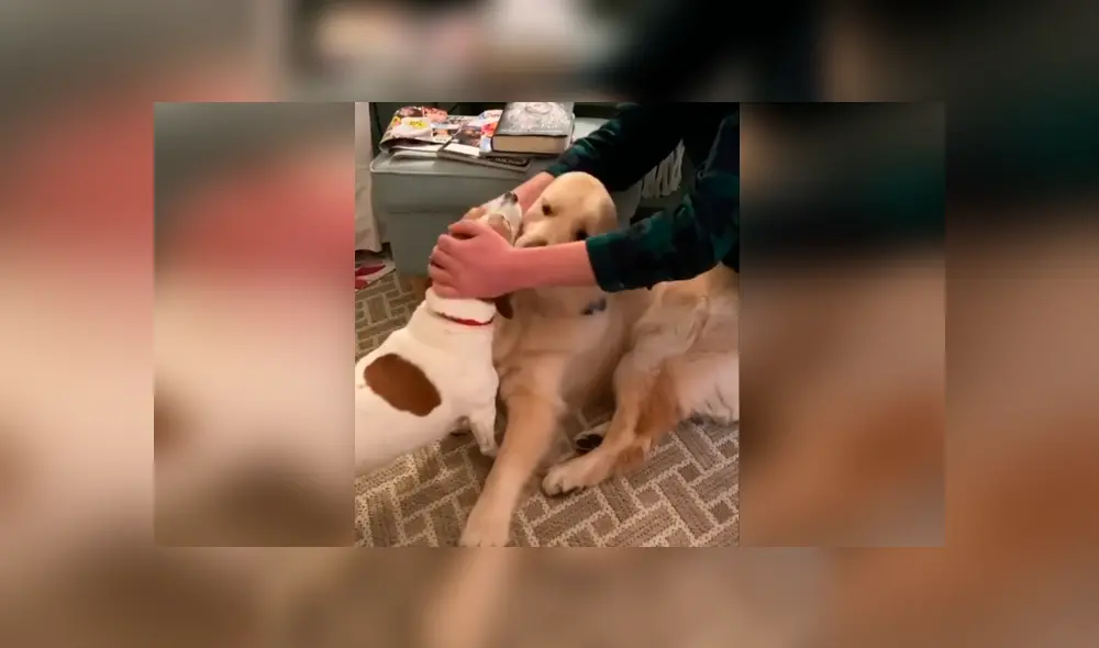 Desliza las imágenes para conocer la terrible actitud de un perro para evitar que su ‘compañero’ reciba unas caricias. Foto: Dog Lovers. Desliza las imágenes para conocer la terrible actitud de un perro para evitar que su ‘compañero’ reciba unas caricias. Foto: Dog Lovers.