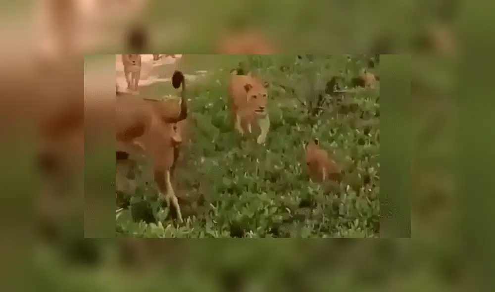 YouTube viral: León golpea a su cachorro, pero la madre lo descubre y le da su merecido [VIDEO] 