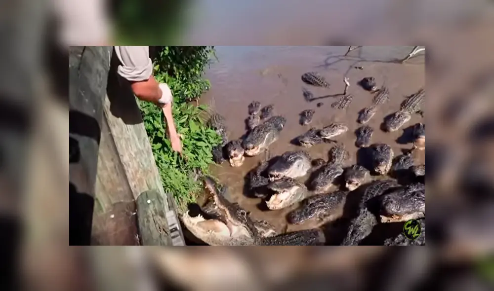 Desliza hacia la izquierda para ver la aterradora reacción de los cocodrilos. Imágenes de Facebook, Desliza hacia la izquierda para ver la aterradora reacción de los cocodrilos. Imágenes de Facebook,