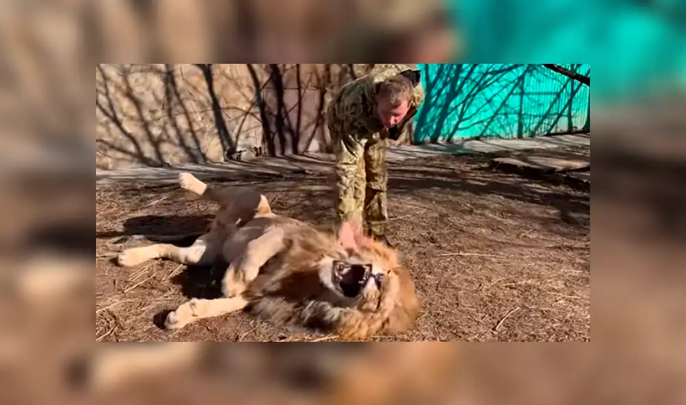 Desliza hacia la izquierda para ver el encuentro que se volvió viral en Facebook de un hombre con un perezoso león. Desliza hacia la izquierda para ver el encuentro que se volvió viral en Facebook de un hombre con un perezoso león.