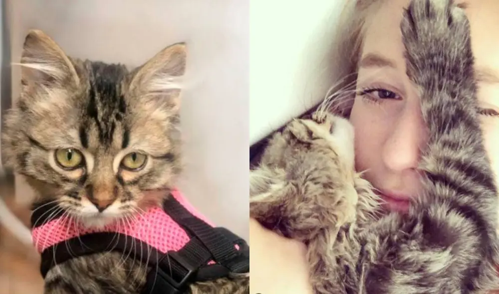 Selena Alí inició una campaña en las redes sociales para salvar a su gato. Foto: Facebook Selena Alí inició una campaña en las redes sociales para salvar a su gato. Foto: Facebook