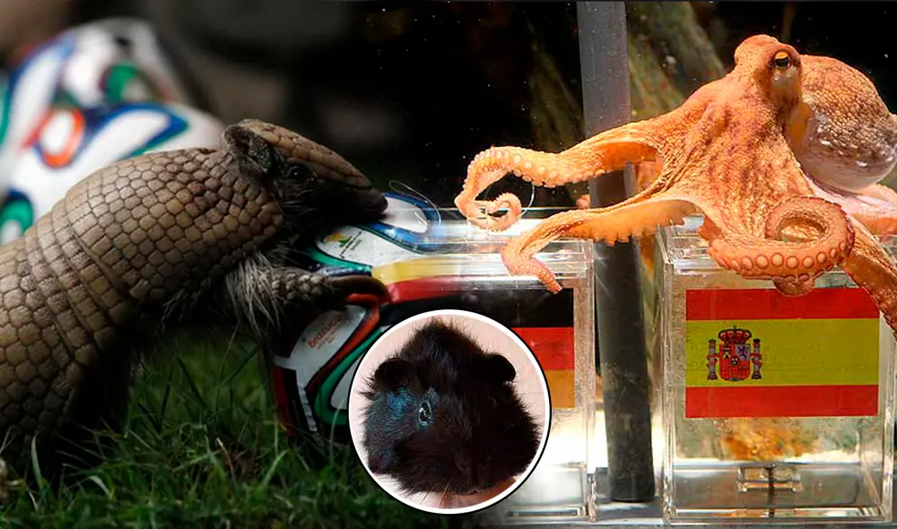 El pulpo Paul es uno de los animales más conocidos a nivel Mundial por haber acertados los resultados del Mundial 2010. Foto: composición GLR