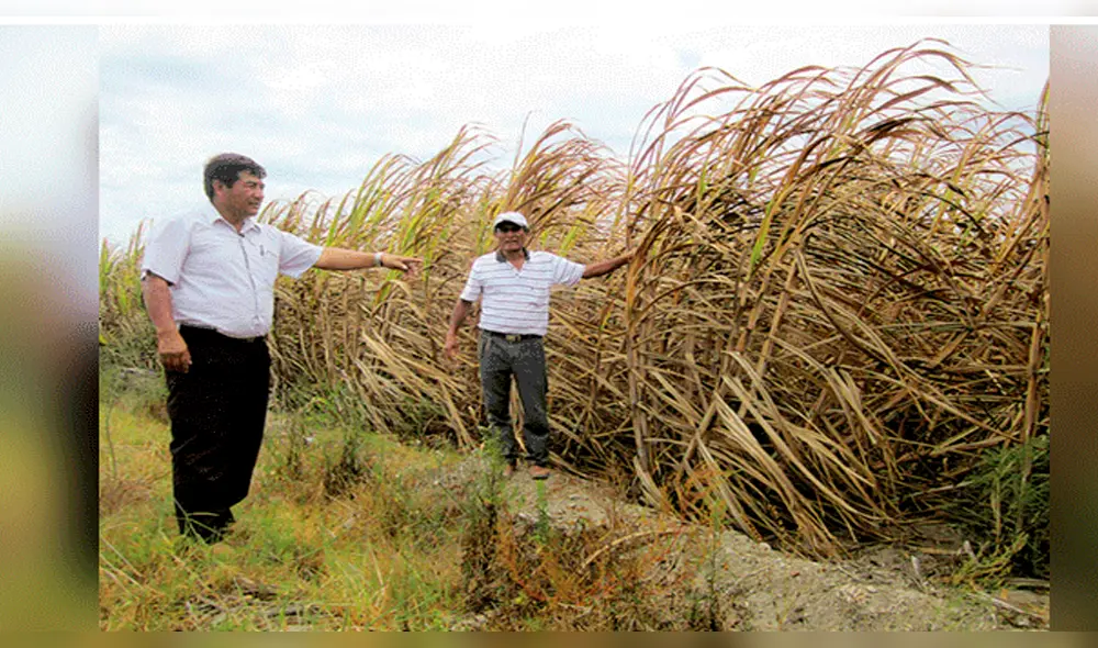 Cañicultores exigen que se anule TLC con Guatemala