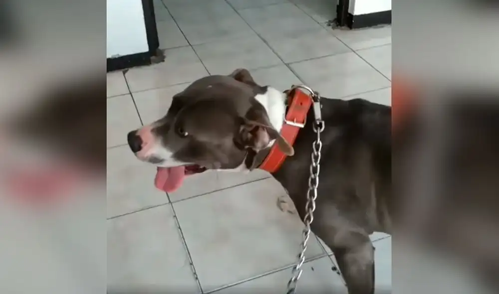 Desliza las imágenes para ver el conmovedor momento en que una perrita conoce a sus crías. Fotos: captura de Facebook Desliza las imágenes para ver el conmovedor momento en que una perrita conoce a sus crías. Fotos: captura de Facebook