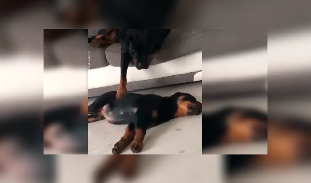 Vía Facebook. El can notó que a su compañera le pasaba algo mientras dormía y se acercó a ella con un peculiar comportamiento que su dueño no dudó en grabar Vía Facebook. El can notó que a su compañera le pasaba algo mientras dormía y se acercó a ella con un peculiar comportamiento que su dueño no dudó en grabar