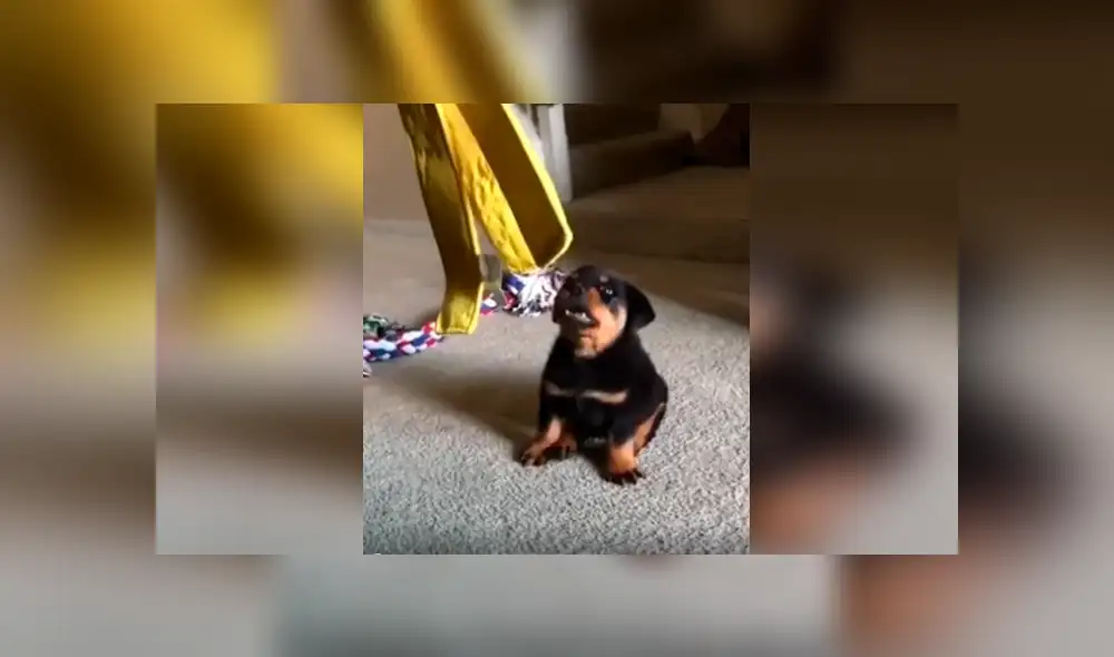 Desliza las imágenes para apreciar la divertida escena protagonizada por un cachorro y la otra mascota de su dueño. Desliza las imágenes para apreciar la divertida escena protagonizada por un cachorro y la otra mascota de su dueño.