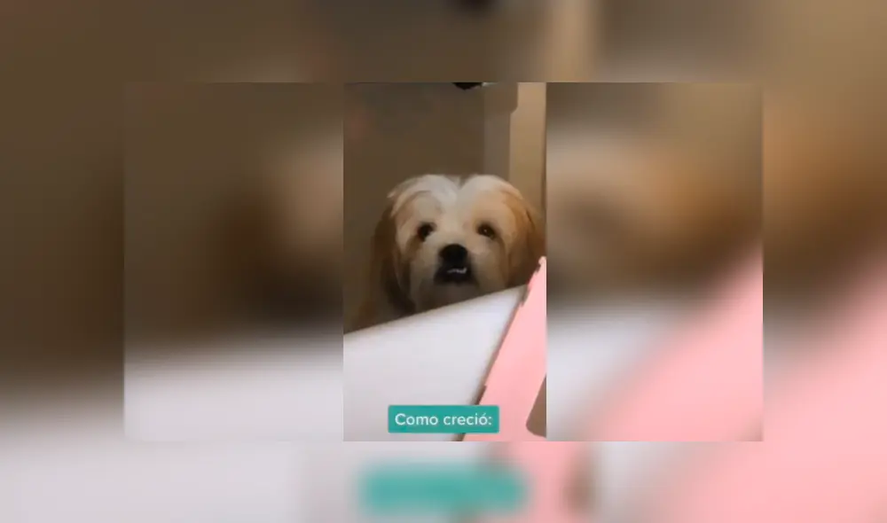 Desliza las imágenes hacia la izquierda para conocer la verdadera raza de un perro al que creyeron era un shitzu. Foto: Captura.