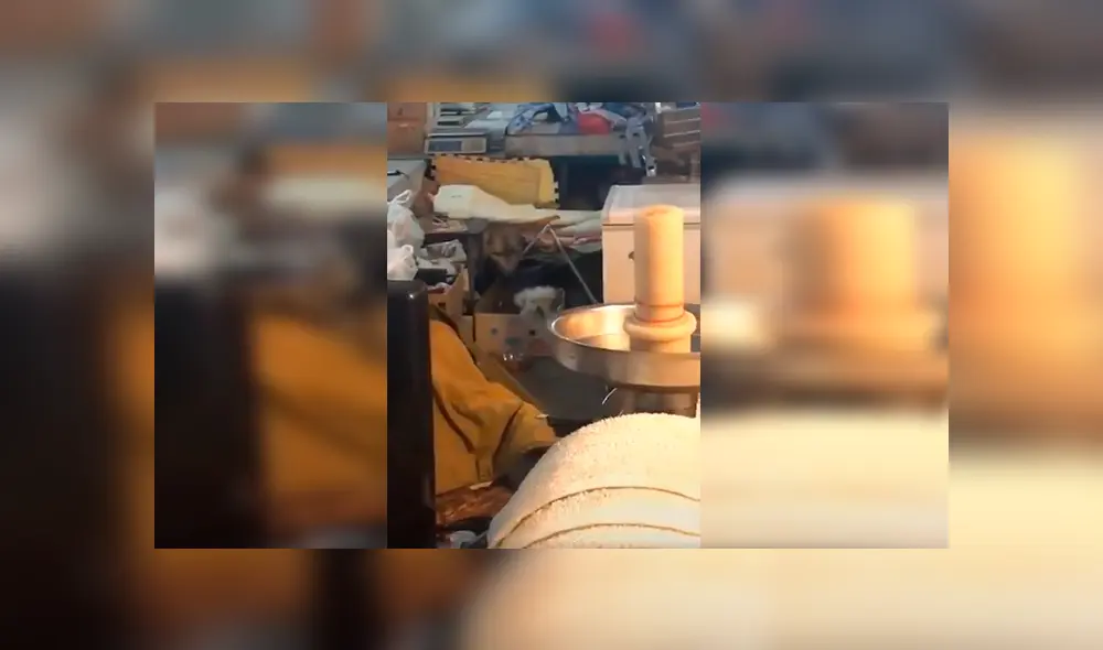 En Facebook, un perro llamó la atención de su dueño por su singular forma de moverse al ritmo de hip hop.