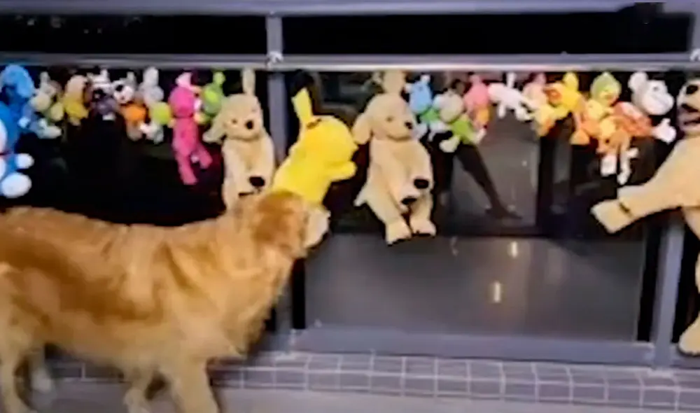 Desliza las imágenes para ver la curiosa acción de un perro al ‘cuidar’ a sus peluches recién lavados. Foto: captura de Facebook Desliza las imágenes para ver la curiosa acción de un perro al ‘cuidar’ a sus peluches recién lavados. Foto: captura de Facebook