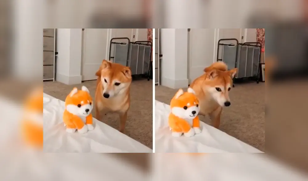 Desliza las imágenes hacia la izquierda para observar la reacción de un perro al escuchar ‘hablar’ a su nuevo juguete. Foto: Captura.