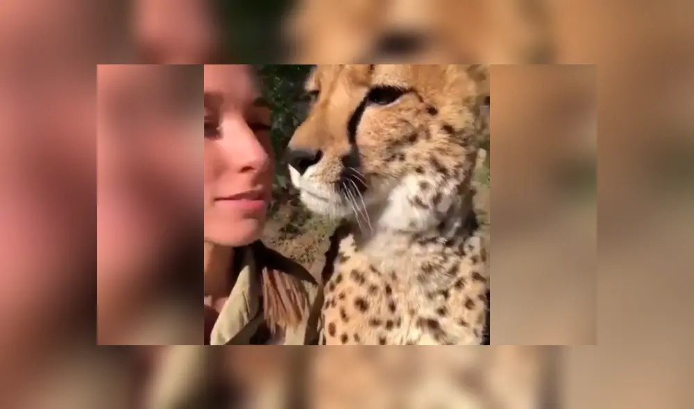 La arriesgada cuidadora de felinos le dio un beso a un leopardo. La arriesgada cuidadora de felinos le dio un beso a un leopardo.