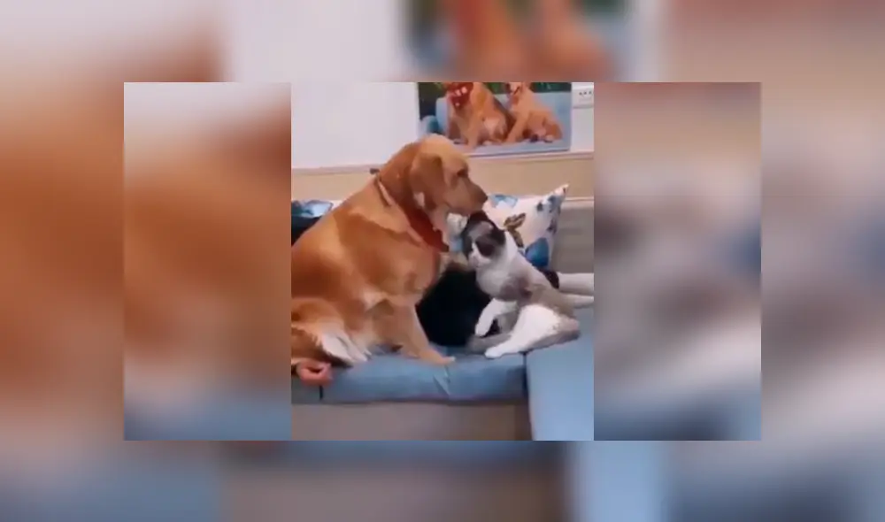 Desliza las imágenes para conocer la terrible actitud de un perro para evitar que un gato le robe la atención de su amo. Foto: Captura. Desliza las imágenes para conocer la terrible actitud de un perro para evitar que un gato le robe la atención de su amo. Foto: Captura.