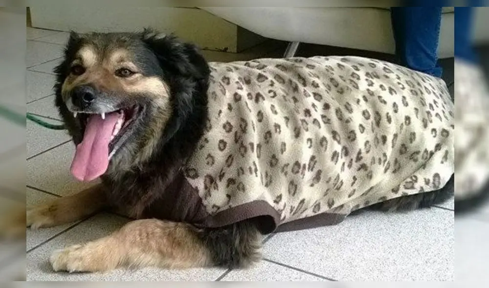 Pancho Cavero revela nombre y diagnóstico de 'Perrovaca' [VIDEO] 