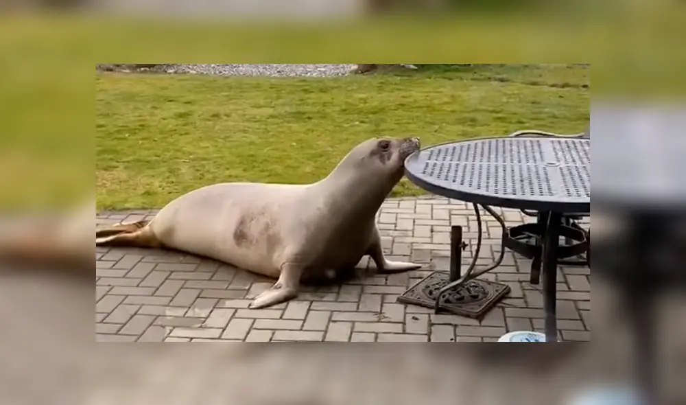 Desliza la imagen de YouTube para verlas todas. Desliza la imagen de YouTube para verlas todas.