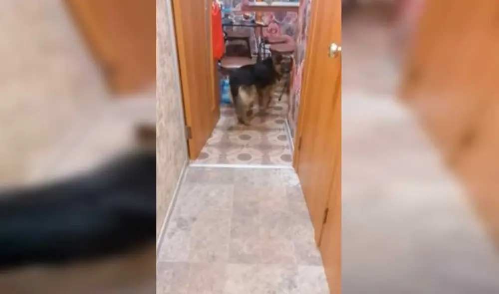 Desliza las imágenes para ver la curiosa escena que protagonizó este gato y un travieso perro que no quiso obedecer a su dueña. Fotocaptura: ViralHog/YT Desliza las imágenes para ver la curiosa escena que protagonizó este gato y un travieso perro que no quiso obedecer a su dueña. Fotocaptura: ViralHog/YT