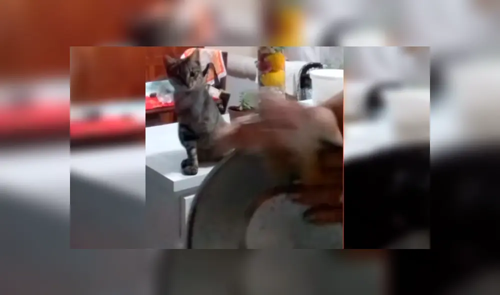 Video es viral en YouTube. La dueña del gato se percató del gracioso comportamiento de su mascota y aprovechó para enseñarle cómo se lavan los servicios