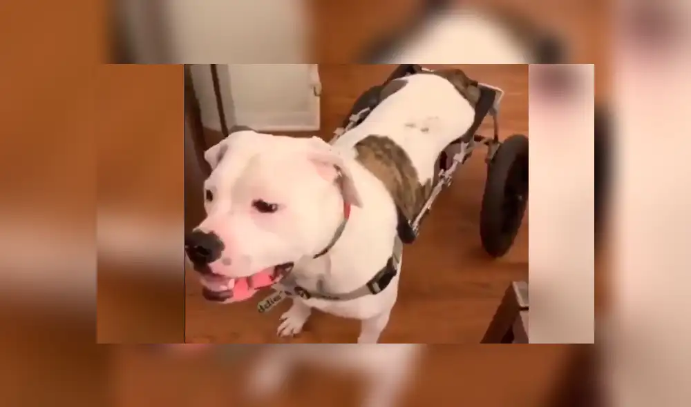 Vía YouTube: esta es la emocionante reacción de un perro parapléjico al recibir una silla de ruedas [VIDEO]