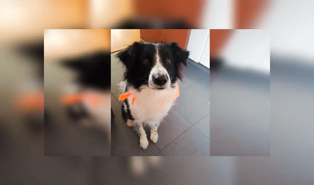 Desliza las imágenes para apreciar al tierno perro que obedeció las indicaciones de su dueña y asombró con su actitud. Desliza las imágenes para apreciar al tierno perro que obedeció las indicaciones de su dueña y asombró con su actitud.