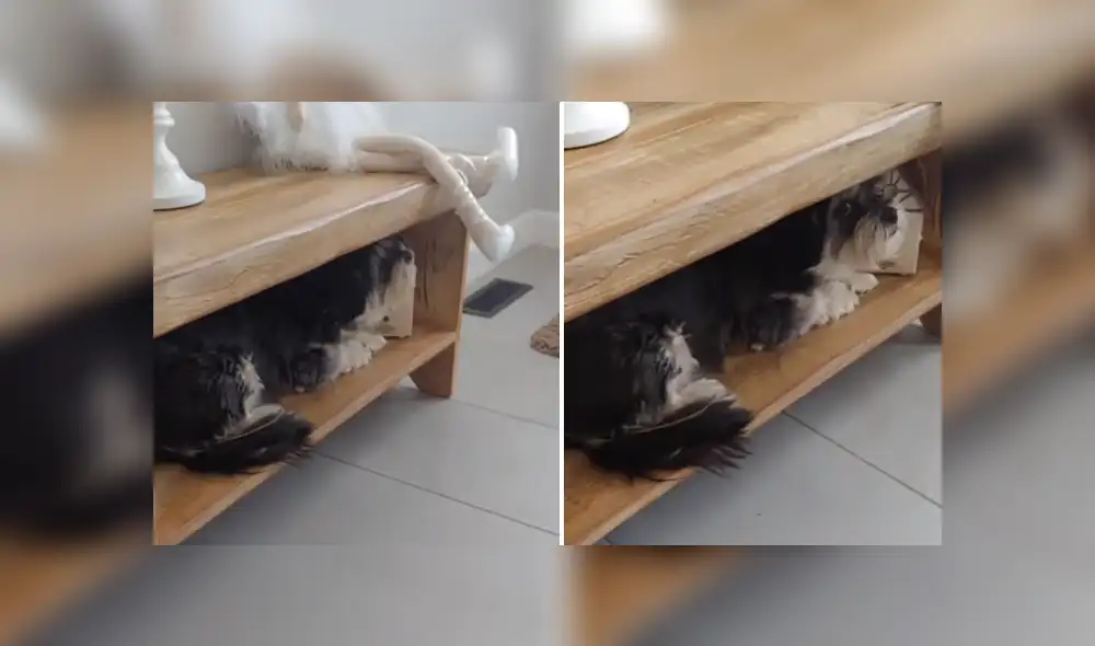 A través de YouTube se hizo viral el curioso comportamiento de un perro al darse cuenta que quieren bañarlo. A través de YouTube se hizo viral el curioso comportamiento de un perro al darse cuenta que quieren bañarlo.