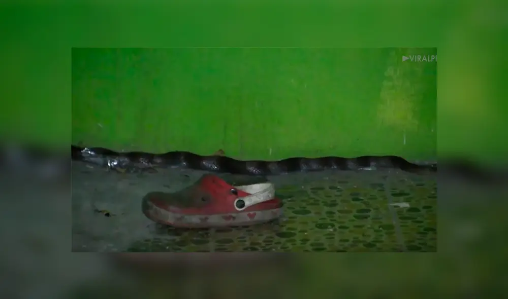 Video viral de YouTube muestra el preciso instante en que un hombre encuentra una misteriosa criatura al revisar una pila de zapatos viejos.