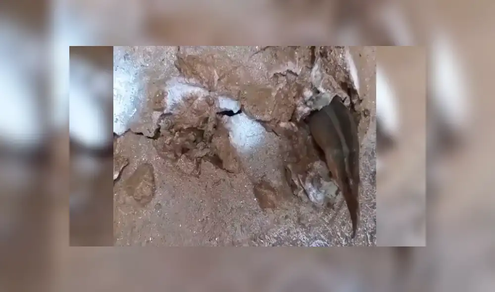 Facebook viral: joven aterrado tras ver a extrañas criaturas salir de un suelo [VIDEO] 