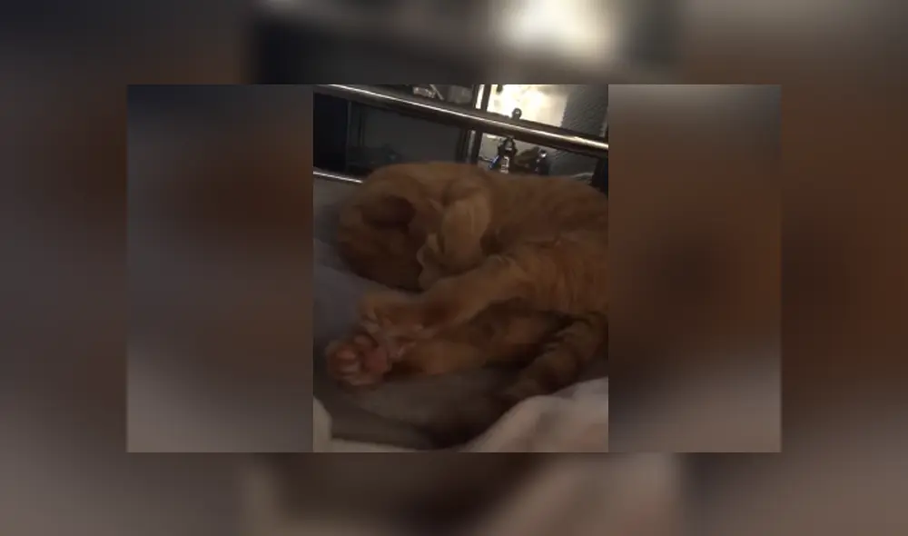 Desliza hacia la izquierda para ver las imágenes del viral de YouTube. Foto: Captura. Desliza hacia la izquierda para ver las imágenes del viral de YouTube. Foto: Captura.