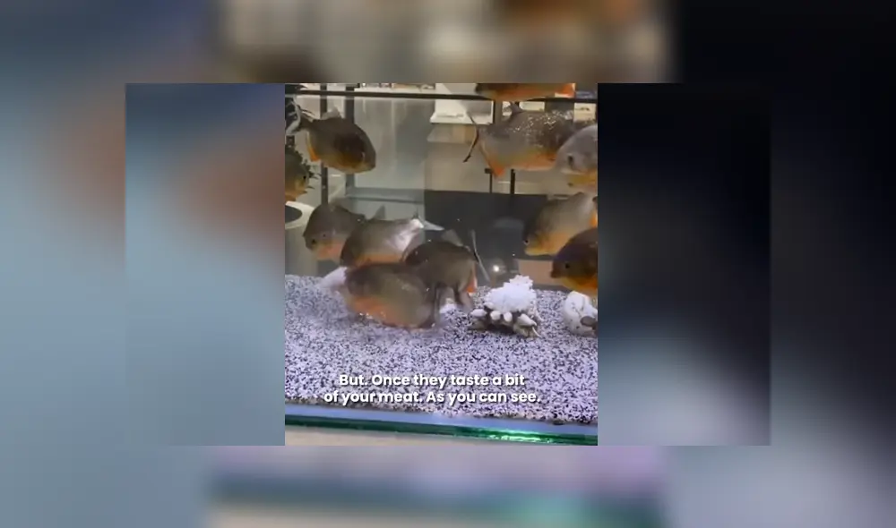 Un joven quiso demostrar lo feroces que son sus pirañas cuando ven un trozo de carne. Foto. Facebook Un joven quiso demostrar lo feroces que son sus pirañas cuando ven un trozo de carne. Foto. Facebook
