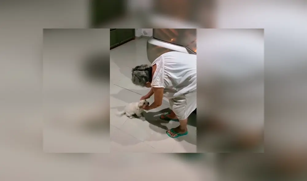 Desliza las imágenes para apreciar la emotiva despedida entre una anciana con su pequeña mascota. Desliza las imágenes para apreciar la emotiva despedida entre una anciana con su pequeña mascota.