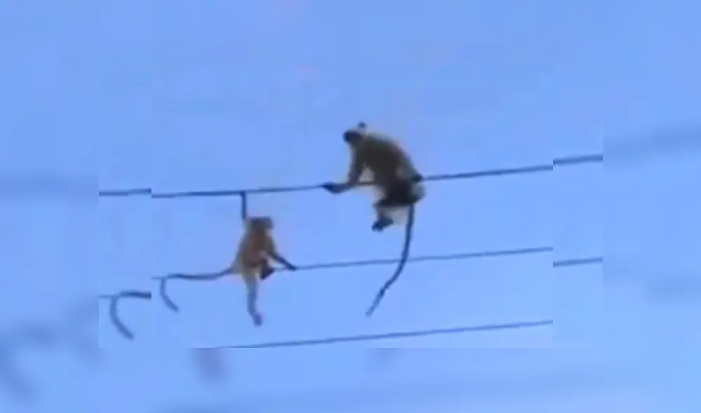 Video es viral en Facebook. Residentes de un vecindario grabaron el dramático momento que vivió una familia de monos al ver que uno de sus integrantes estaba en peligro. Video es viral en Facebook. Residentes de un vecindario grabaron el dramático momento que vivió una familia de monos al ver que uno de sus integrantes estaba en peligro.