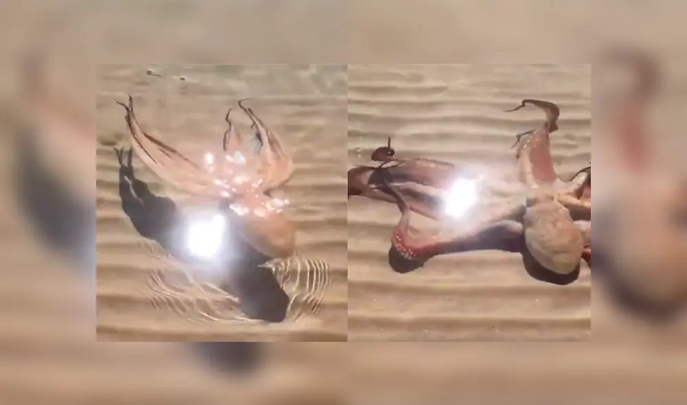 Desliza a la izquierda par ver el aspecto de este pulpo que ha sorprendido a los usuarios de Facebook. Foto: Captura.