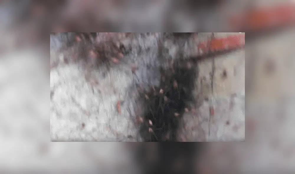 YouTube viral: Encuentra extraña bola de pelos, pero queda perplejo al ver cientos de peligrosas criaturas [VIDEO] 