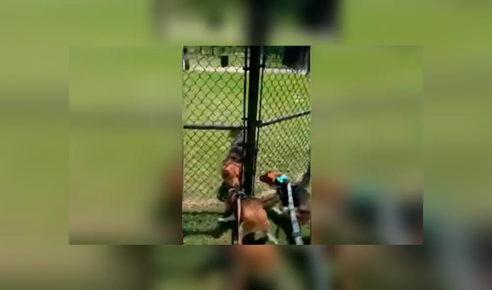 Desliza las imágenes hacia la izquierda para apreciar la conmovedora escena entre dos perros durante la cuarentena. Desliza las imágenes hacia la izquierda para apreciar la conmovedora escena entre dos perros durante la cuarentena.