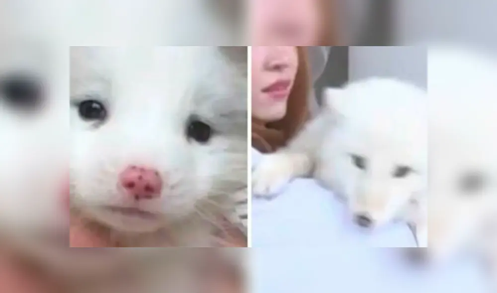 El cachorrito tenía que característica que su dueña no notó.