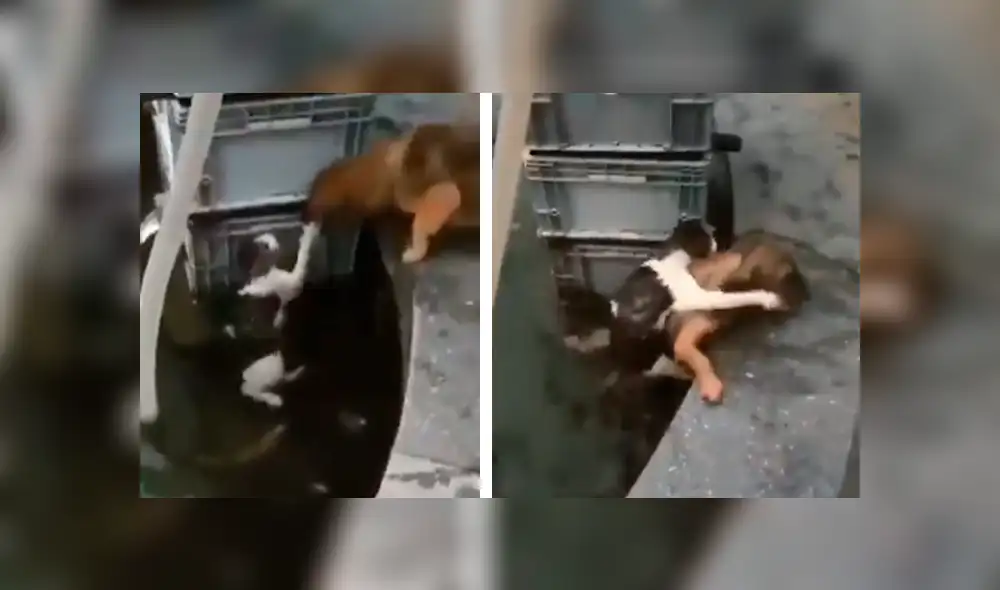Facebook: valiente perro rescata a gato que estaba a punto de morir ahogado [VIDEO]
