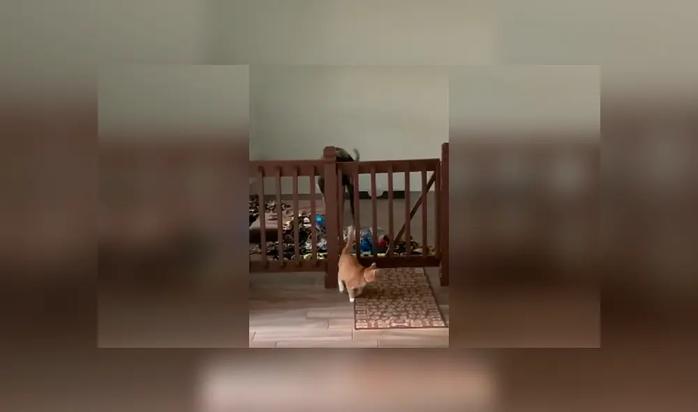 Desliza las imágenes para observar la dura lección que dio un gato para detener la molestia de un perro.