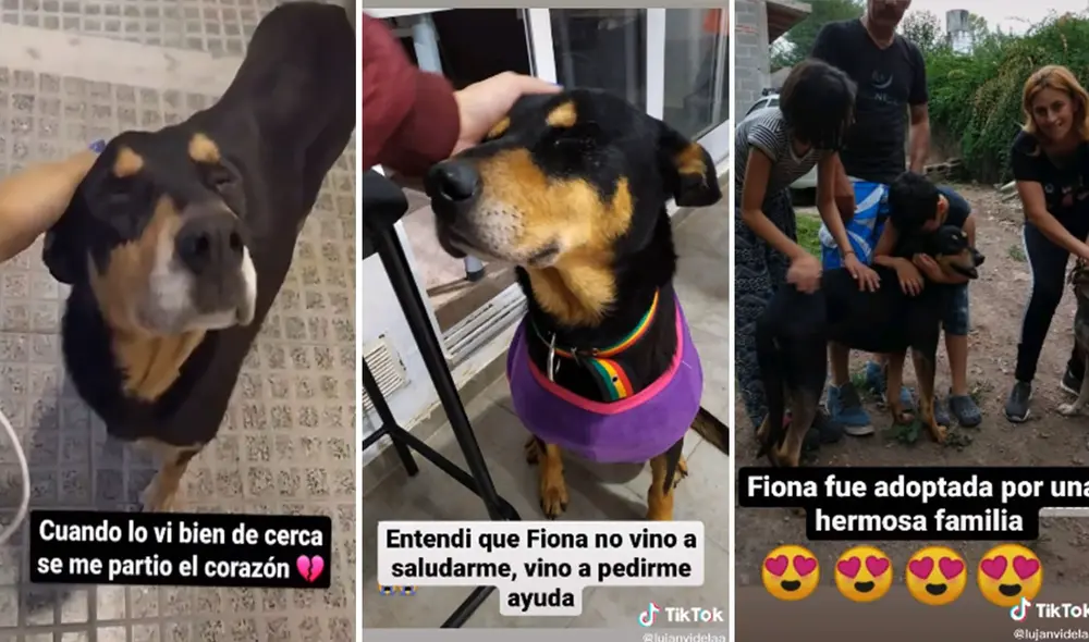 Desliza las imágenes para conocer la conmovedora historia de Fiona, una perrita con un final feliz. Foto: captura de TikTok Desliza las imágenes para conocer la conmovedora historia de Fiona, una perrita con un final feliz. Foto: captura de TikTok