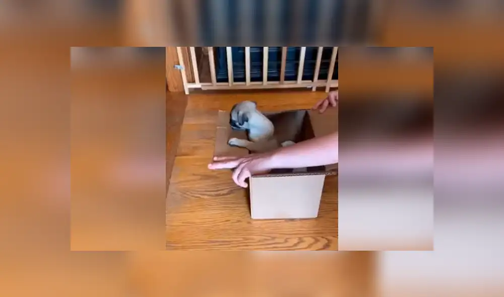 Desliza las imágenes para apreciar el tierno comportamiento de un perro al conocer por primera vez a su ‘compañero’. Foto: Captura.