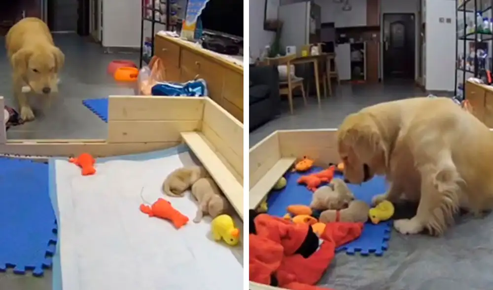 Desliza las imágenes para descubrir el amoroso gesto que tuvo una perrita con sus crías recién nacidas. Foto: captura de YouTube