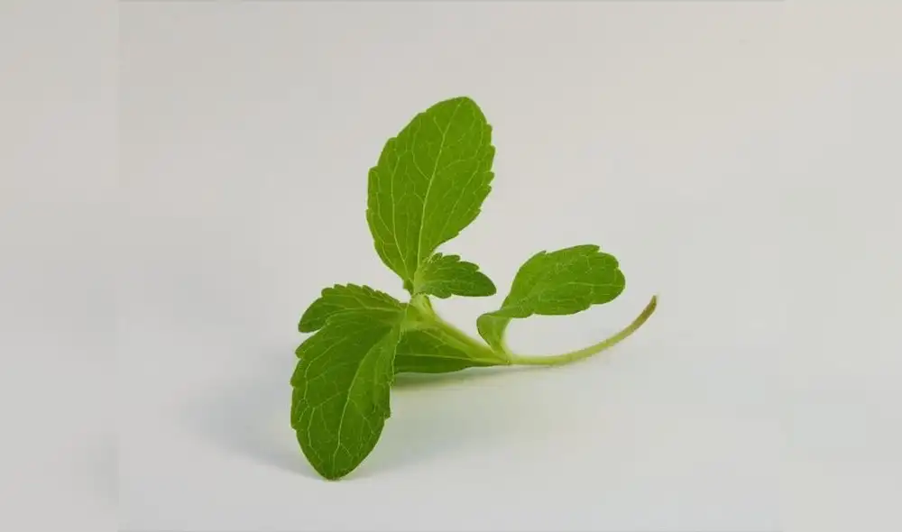 Stevia
