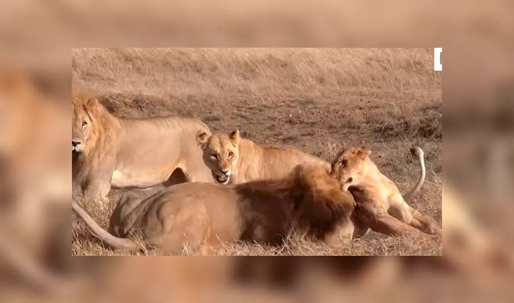 YouTube viral: León ‘macho alfa’ destruye columna de aprendiz que intentó quitarse su presa [VIDEO] 