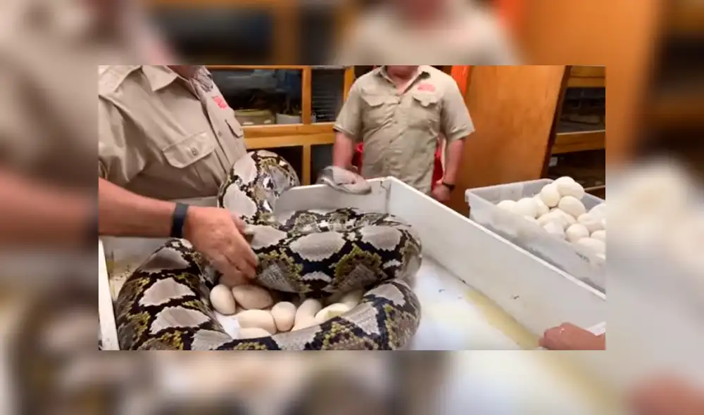 Desliza hacia la izquierda para ver el ataque de la serpiente. Video viral de YouTube. Desliza hacia la izquierda para ver el ataque de la serpiente. Video viral de YouTube.