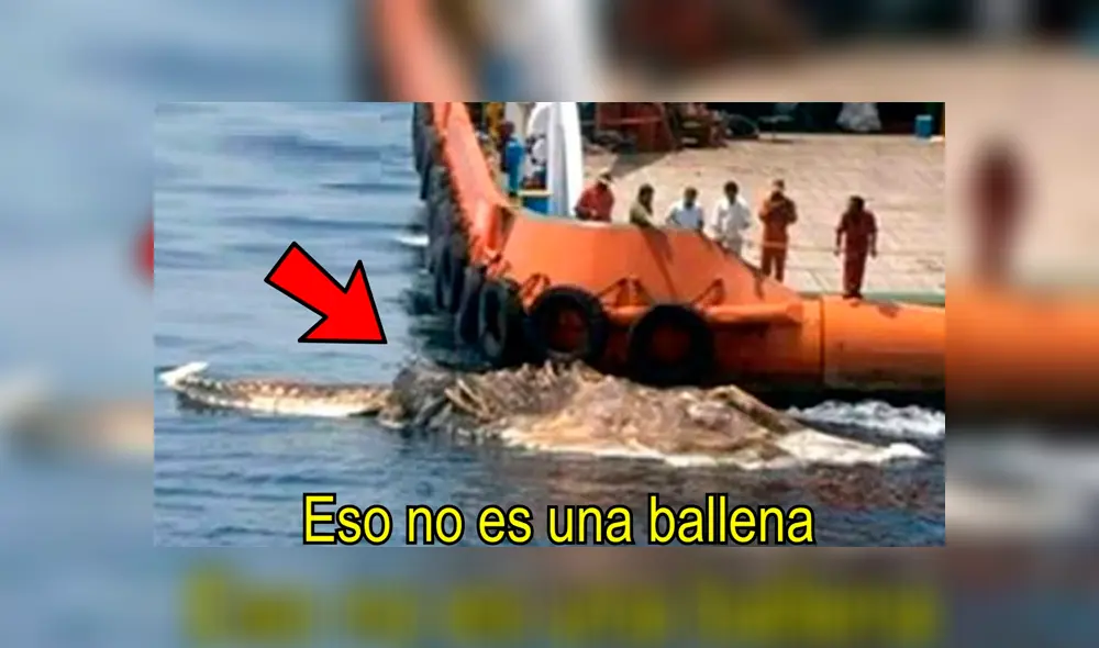 YouTube viral: gigantesca criatura marina embiste barco de Japón y miles quedan impactados [VIDEO]