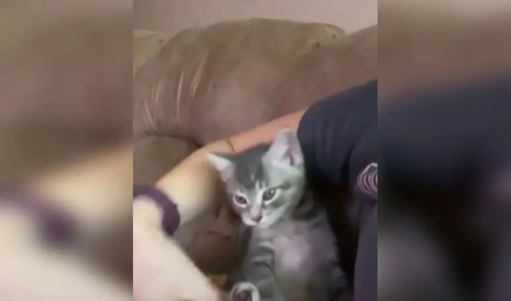 Desliza las imágenes para apreciar la emotiva reacción de un gato bebé que quería que su dueña lo acurruque en sus brazos. Foto: captura de TikTok